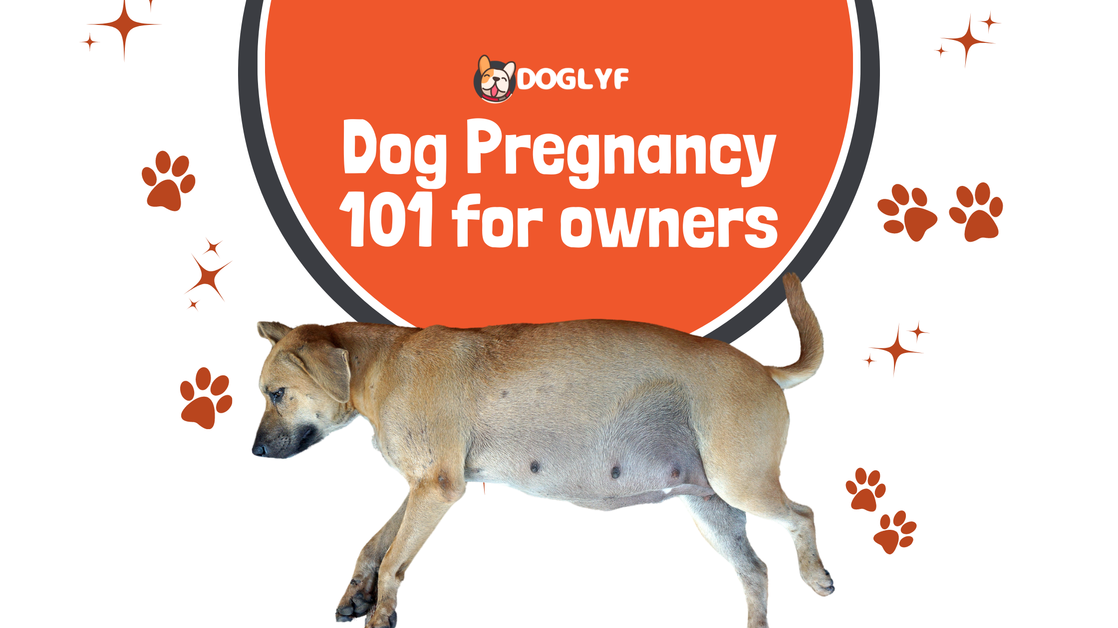 Dog's Pregnancy 101 For Owners