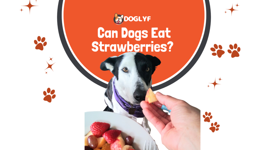 Can Dogs Eat Strawberries? 6 Essential Facts & 1 Crucial Warning – Unleash the Truth Today!