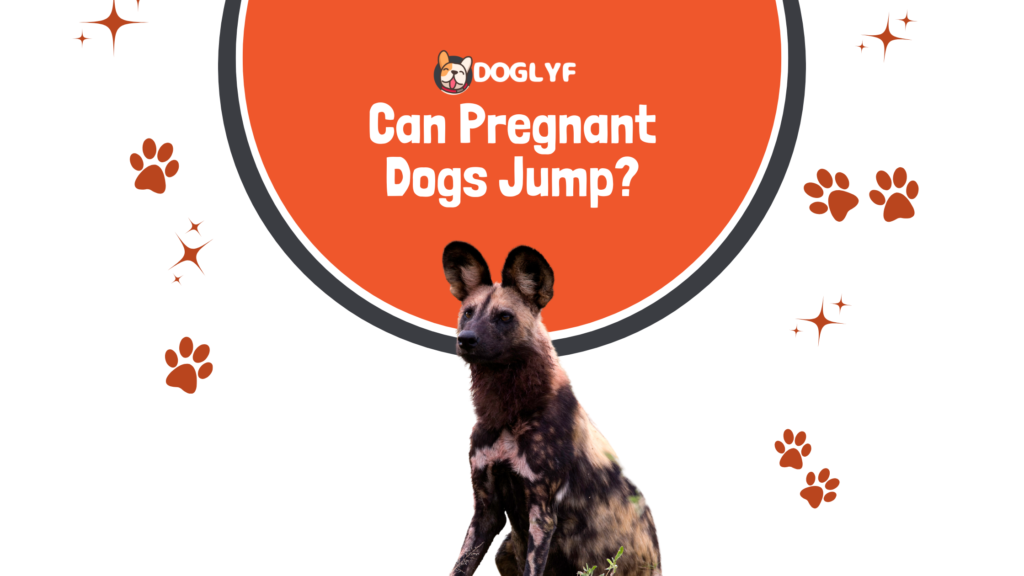 Can A Pregnant Dog Jump Around? 2 Eye-opening Facts!